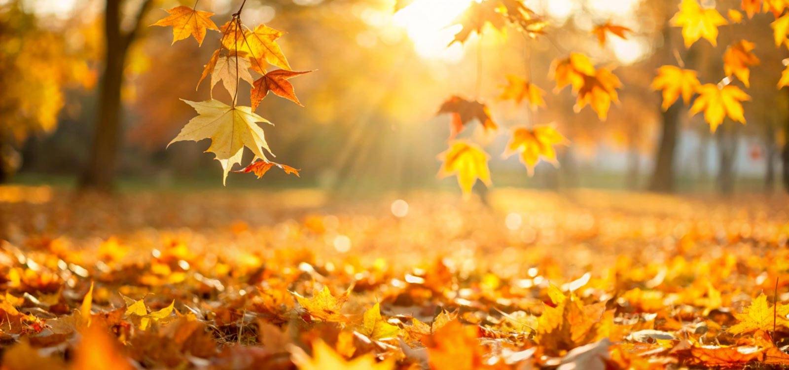 What to do as a family this fall - Guide to activities and outings