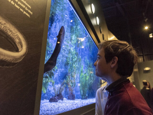 L'anguille fascinante&nbsp;&nbsp;&nbsp;&copy; Hydro-Québec