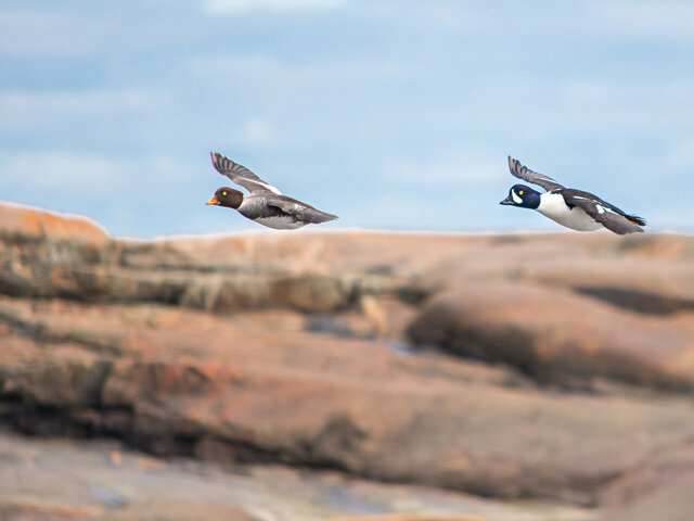 Observation des oiseaux marins&nbsp;&nbsp;&nbsp;&copy; A.Gagnon