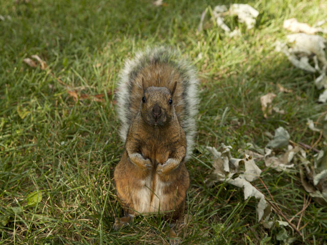 Faune&nbsp;&nbsp;&nbsp;&copy; TQ/A.Quenneville