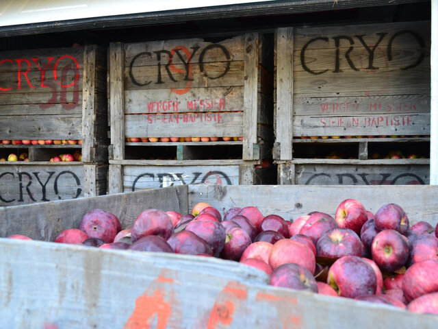 Saison des pommes&nbsp;&nbsp;&nbsp;&copy; H.Poliquin