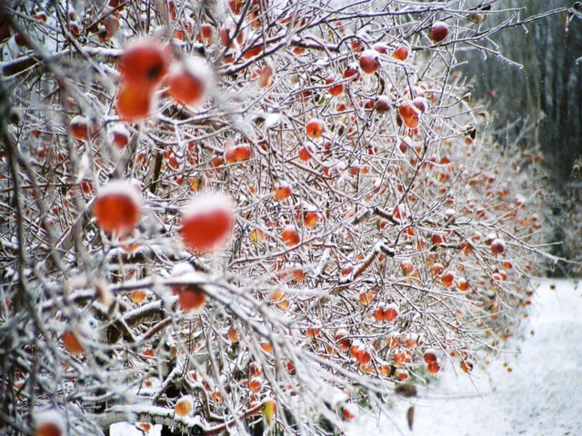Récolte d'hiver&nbsp;&nbsp;&nbsp;&copy; H.Poliquin