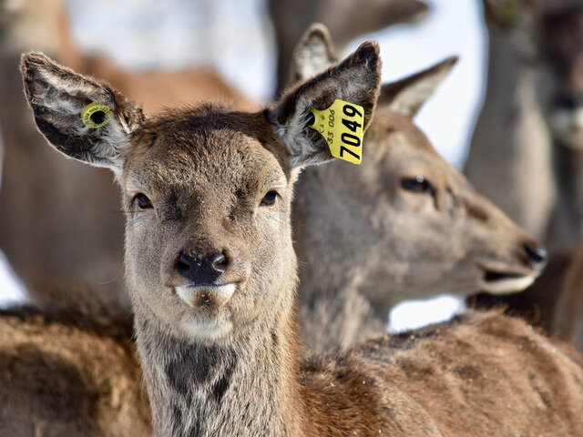 Cerfs