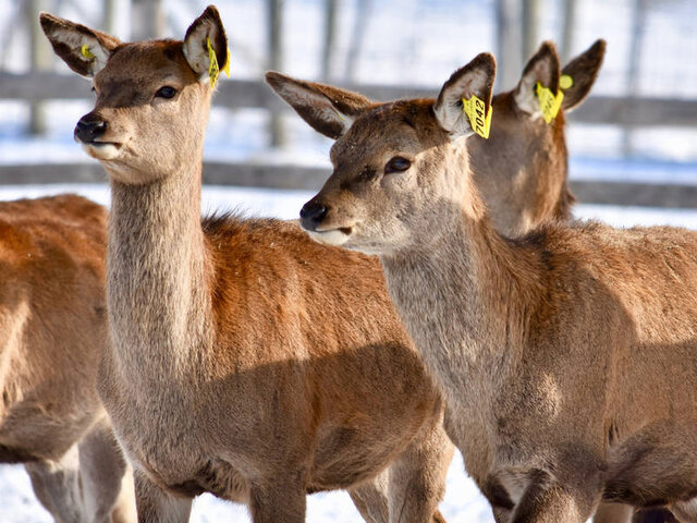 Cerfs rouges
