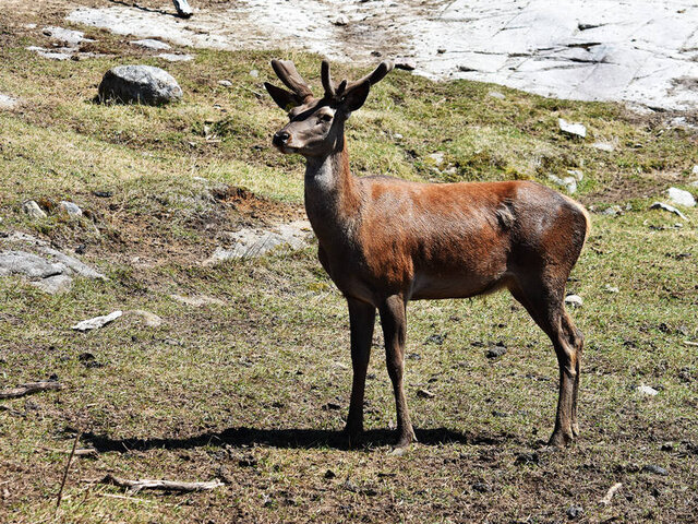 Cerf