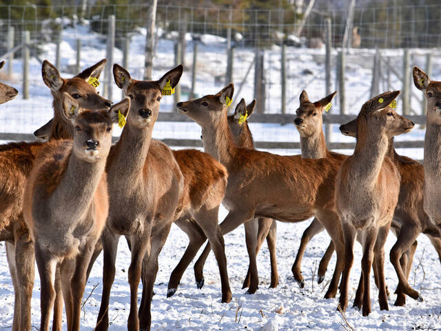 Troupeau en hiver