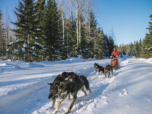 Balade avec les chiens&nbsp;&nbsp;&nbsp;&copy; B.Bohart