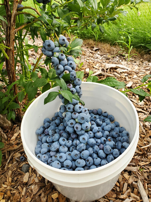 Bleuets&nbsp;&nbsp;&nbsp;&copy; François Boursier