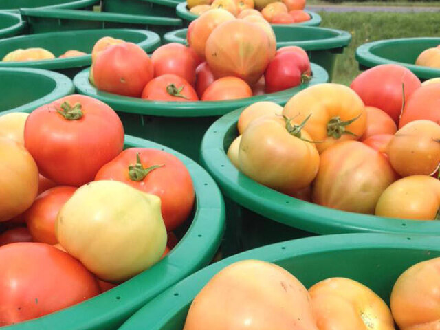 Tomates