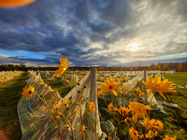 Marguerite jaune et vigne Véro 20210928_171829&nbsp;&nbsp;&nbsp;&copy; Vignoble chemin de la Rivière