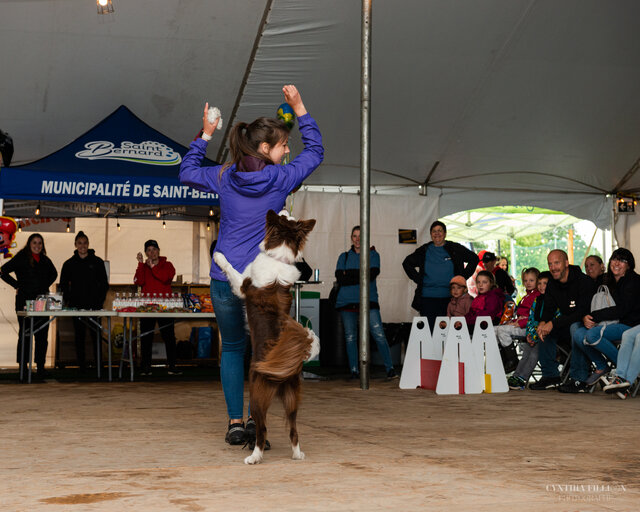 Spectacle canin sous le chapiteau&nbsp;&nbsp;&nbsp;&copy; C.Fillion