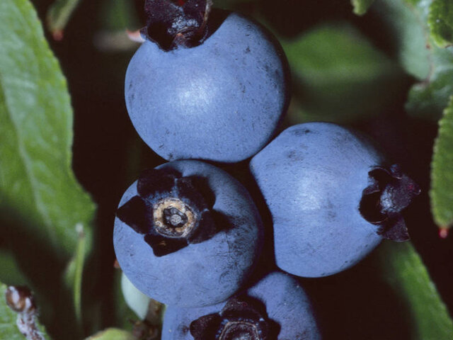 Bleuets&nbsp;&nbsp;&nbsp;&copy; TQ/S.Majeau
