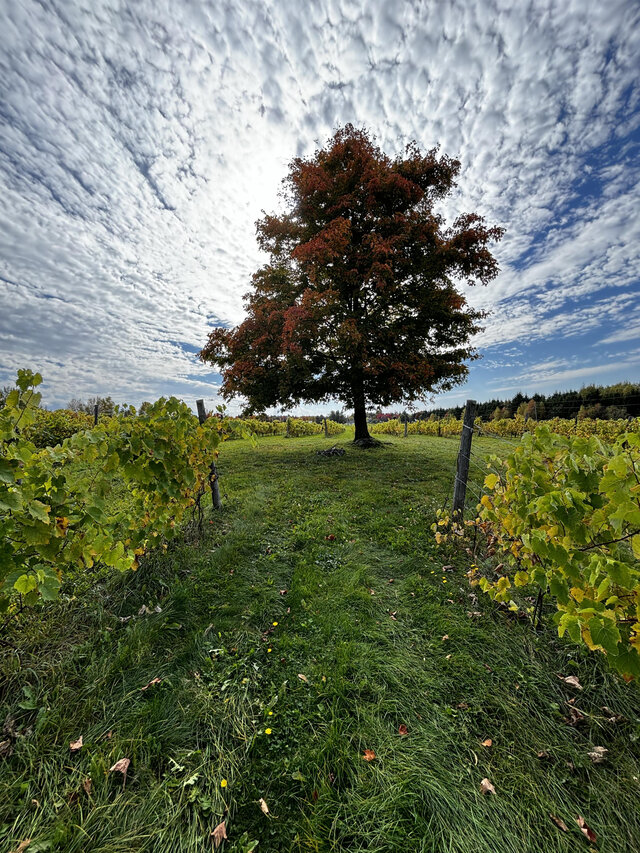 Vignoble&nbsp;&nbsp;&nbsp;&copy; Domaine Small