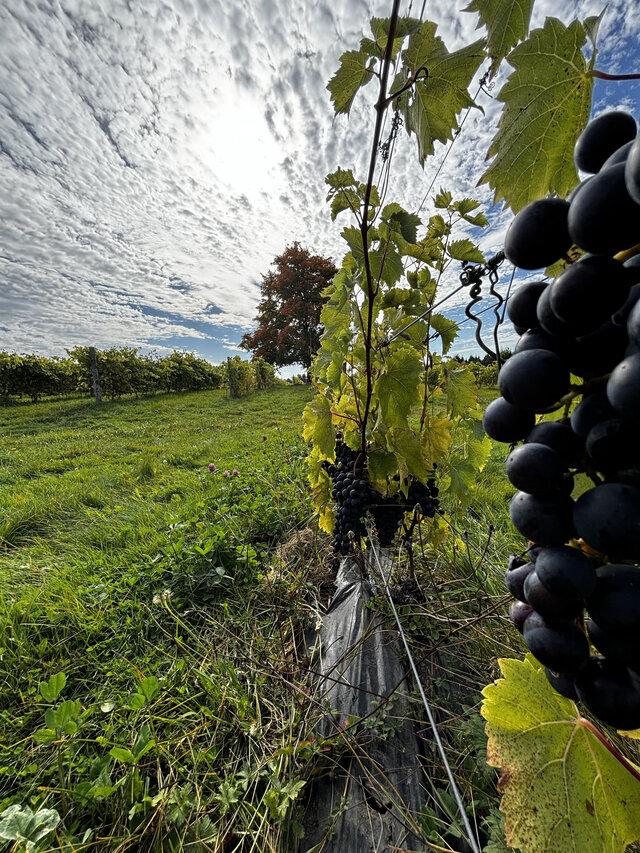 Vignoble 2&nbsp;&nbsp;&nbsp;&copy; Domaine Small