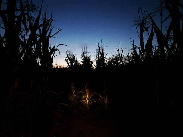 Le grand labyrinthe de Lanaudière - 5&nbsp;&nbsp;&nbsp;&copy; Ferme Guy Rivest