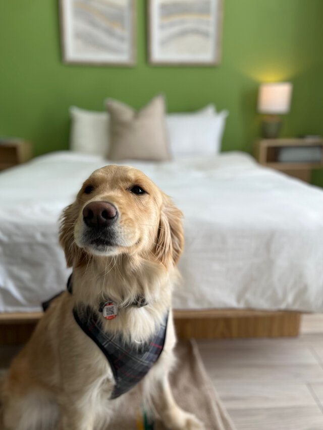 Animaux bienvenus&nbsp;&nbsp;&nbsp;&copy; La Plage Motel