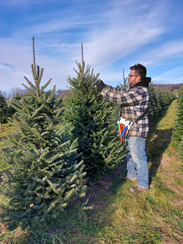 Préparation à la coupe de sapins&nbsp;&nbsp;&nbsp;&copy; Plantations Stéphan Perreault