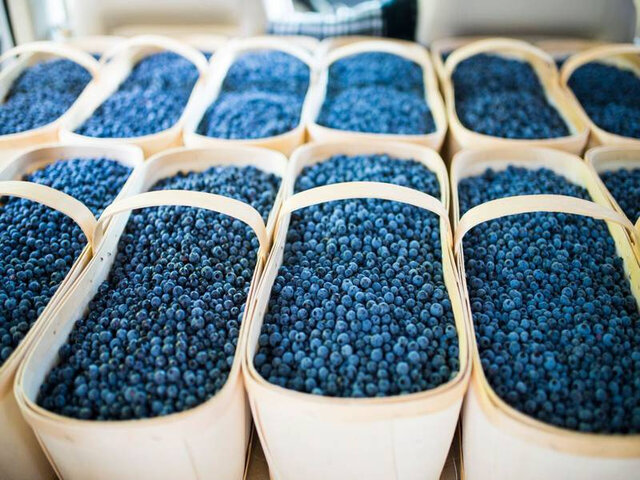 Paniers de bleuets