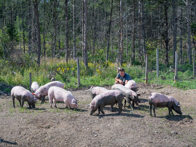 Cochons&nbsp;&nbsp;&nbsp;&copy; Les Viandes Bio de Charlevoix