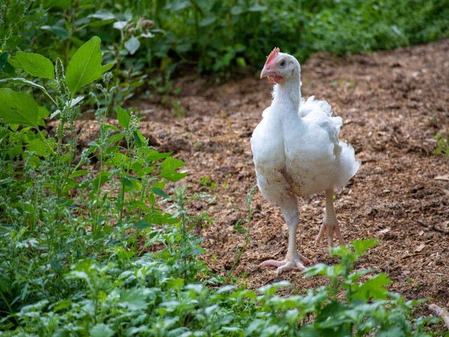 Poulet&nbsp;&nbsp;&nbsp;&copy; Les Viandes Bio de Charlevoix