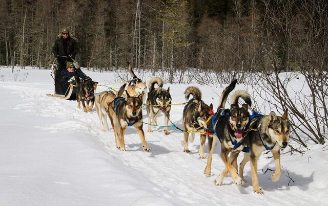 LaMeuteduWendigo_Outaouais_TraineauChiens&nbsp;&nbsp;&nbsp;&copy; Carole Audran