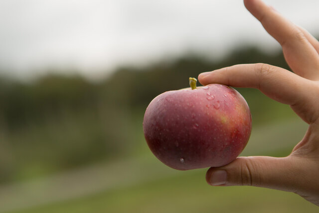 Pomme du Vergers des Horizons&nbsp;&nbsp;&nbsp;&copy; Buzz Productions