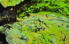 Fluide Art Vert&nbsp;&nbsp;&nbsp;&copy; Catherine Vincent