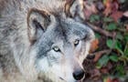 Loup&nbsp;&nbsp;&nbsp;&copy; Parc Oméga