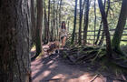 Chiens en laisse permis&nbsp;&nbsp;&nbsp;&copy; Tourisme Mauricie, V.Wilfort