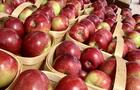 Paniers de pommes.&nbsp;&nbsp;&nbsp;&copy; Cidrerie St-Nicolas