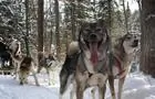 Traîneau à chiens, Laurentides&nbsp;&nbsp;&nbsp;&copy; Laurel Aventure Nature