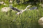 Observation faune, Montérégie&nbsp;&nbsp;&nbsp;&copy; Parc régional de Beauharnois-Salaberry