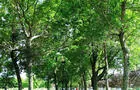 Parc