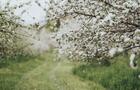 Pommiers en fleurs&nbsp;&nbsp;&nbsp;&copy; Verger du Grand