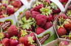 Fraises&nbsp;&nbsp;&nbsp;&copy; TQ/M.Dupuis