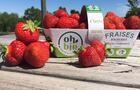 Fraises bio&nbsp;&nbsp;&nbsp;&copy; OhBio