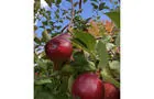 Pommes