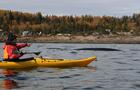 Kayak de mer et observation baleines avec Mer et monde écotours&nbsp;&nbsp;&nbsp;&copy; Mer et monde écotours