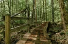 Sentier en forêt&nbsp;&nbsp;&nbsp;&copy; M.Cloutier