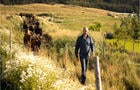 Promenade vers les pâturages&nbsp;&nbsp;&nbsp;&copy; Fromagerie du Pied-De-Vent