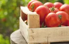 Tomates
