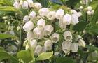 Fleurs