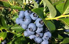 Grappe de bleuets