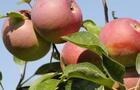 Pommes