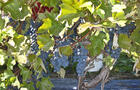 Raisins&nbsp;&nbsp;&nbsp;&copy; Vignoble Château Fontaine