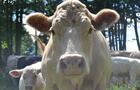 Vignoble Bresee - vaches&nbsp;&nbsp;&nbsp;&copy; Vignoble Domaine Bresee
