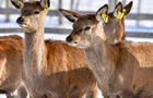 Cerfs rouges
