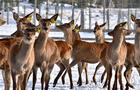 Troupeau en hiver