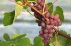 Vignoble du Vent Maudit - 1&nbsp;&nbsp;&nbsp;&copy; Vignoble du Vent Maudit