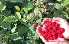 Framboises